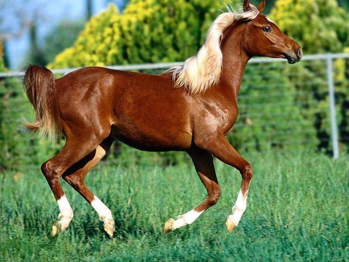 عکس های فوق العاده خوشگل از انواع اسب ها با رنگ های زیبا