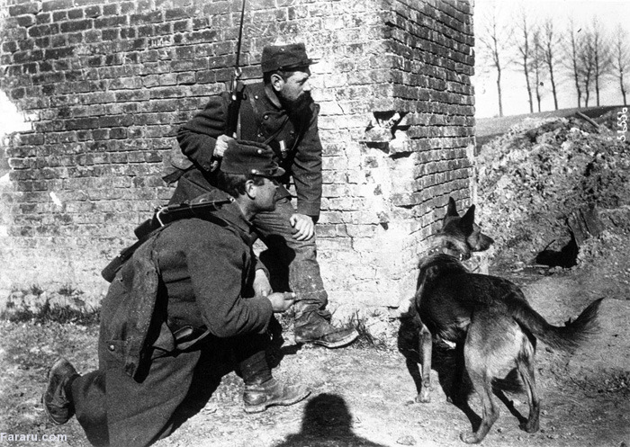 (تصاویر) جنگ جهانی اول؛ حیوانات جنگی