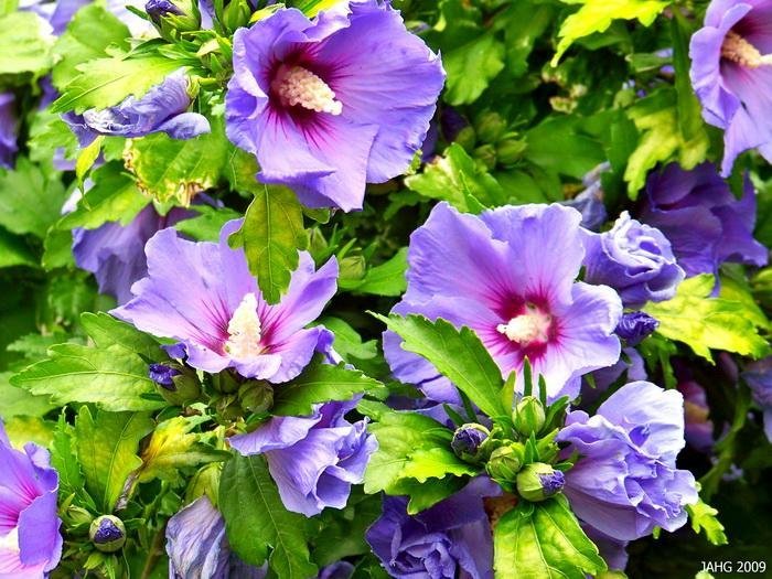 تصاویر زیبایی از گلهای بنفش و آبی - Beautiful Flowers In Violet And Blue