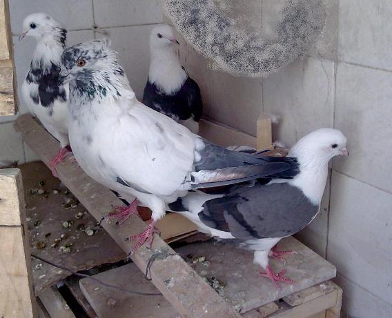 عکس هایی از کبوترهای  اصیل و پرشی تهرانی 