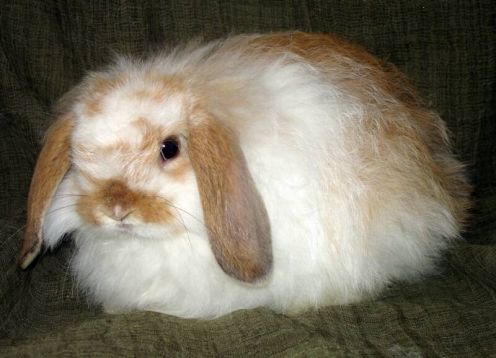 american-fuzzy-lop-rabbit-breed.jpg