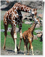 giraffes photo image gallery