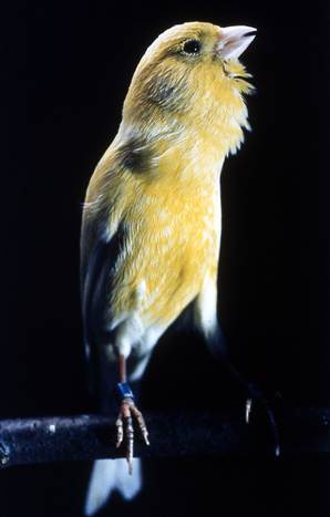 canary.widec.jpg