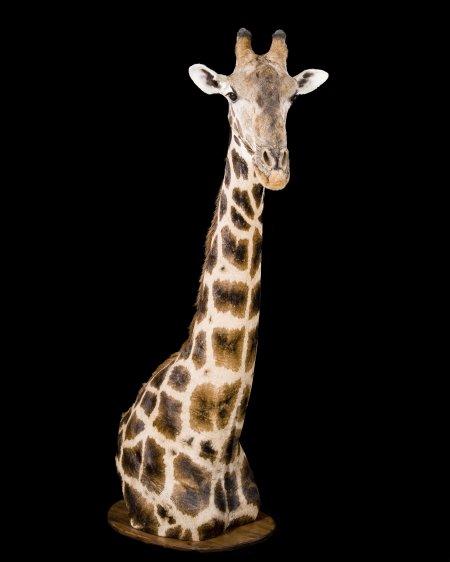 1241625875_Giraffe%20floor%20pedestal%20
