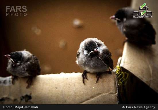 عکس: بازار فروش پرندگان در بندرعباس پرنده,بندرعباس,عکس های دیدنی جهان