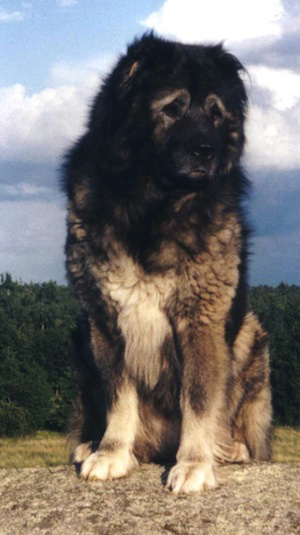 تصاویر سگ قفقازی