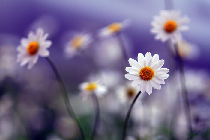 عکس متحرک گل زیبا , عکس هاى گل هاى خاص جهان 