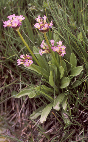 Primula%20auriculata.jpg