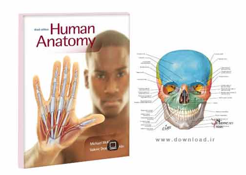 دانلود فیلم مستند آموزش آناتومی بدن انسان به صورت ۳بعدی سر و گردن قسمت 1