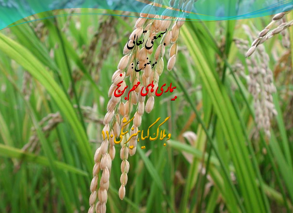 دانلود پاورپوینت زیبا در مورد بیماری های مهم برنج