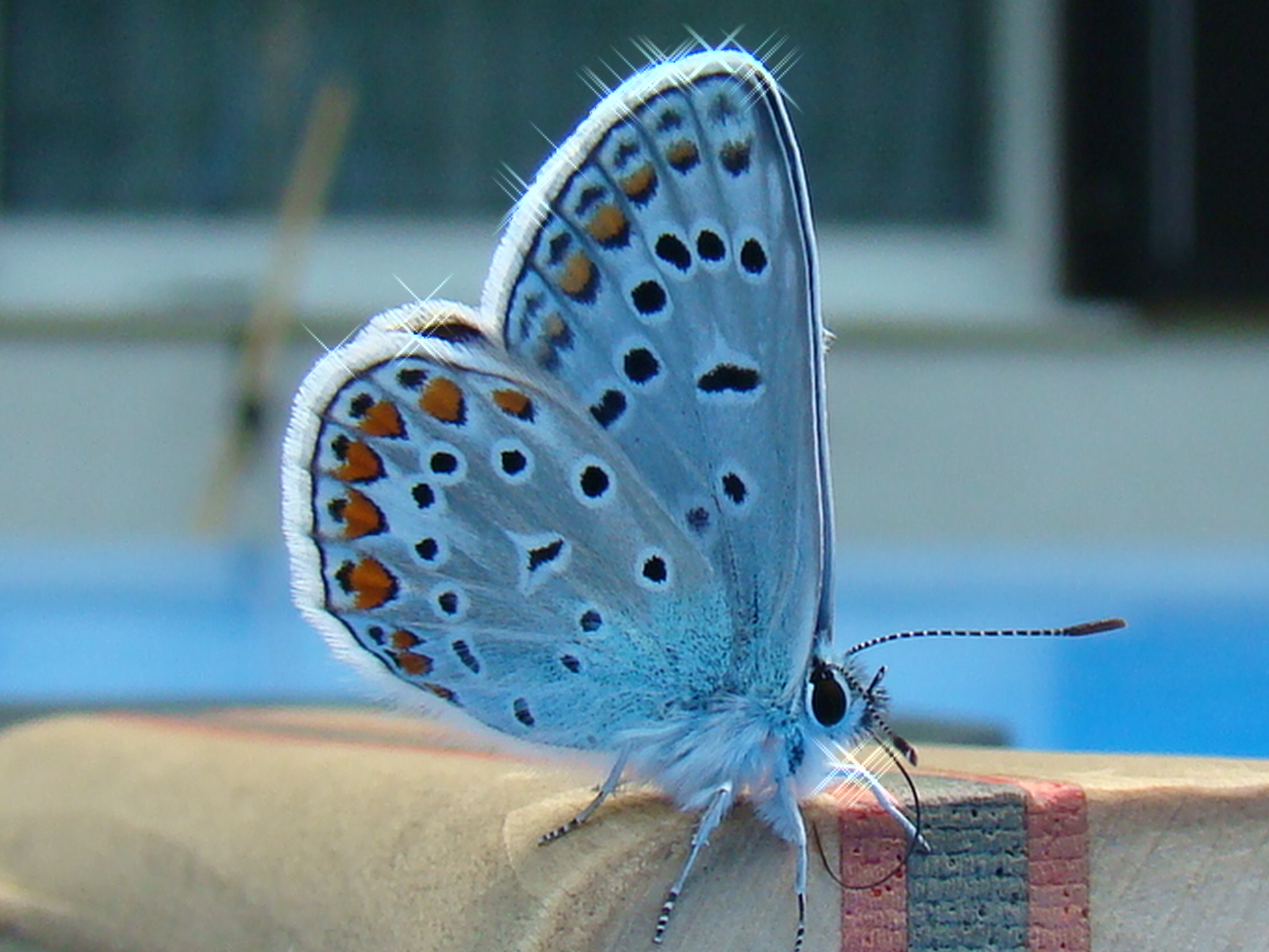 Beautiful_butterfly.jpg