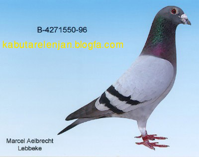 pigeons%20736%20%2814%29.jpg
