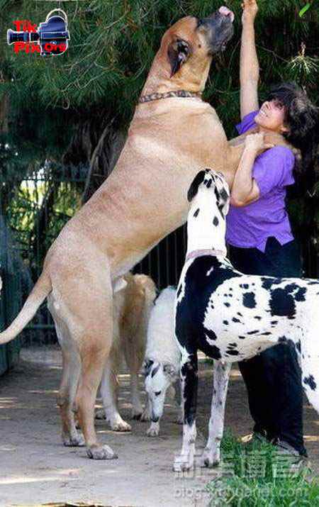 بزرگترین سگ جهان , عکس سگ وحشی بزرگ , عکس سگ های بزرگ 