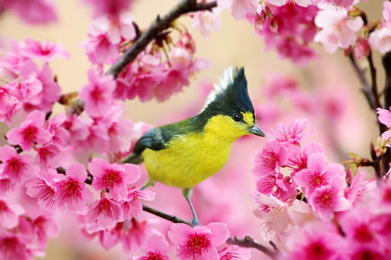 عکسهای پرندگان زیبا در فصل بهار