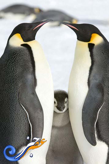 پنگوئن ها,پنگوئن های آقای پاپر,پنگوئن های امپراتور,[categoriy]