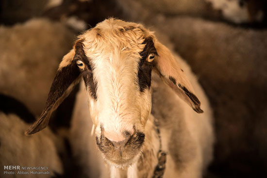 ,عکس: شستشو و چیدن پشم گوسفندان گوسفند,پشم,چیدن چشم,دیدنی های امروز دیدنی های روزانه