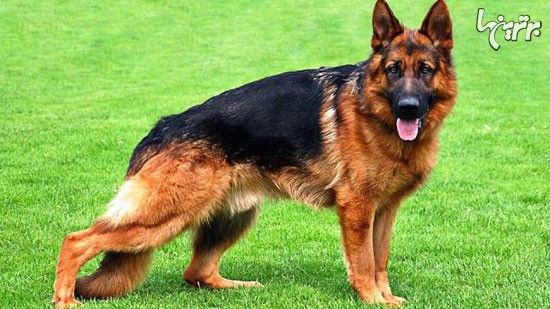 ,خطرناک‌ترین نژادهای سگ در دنیا +عکس,خواندنی ها و دیدنی ها