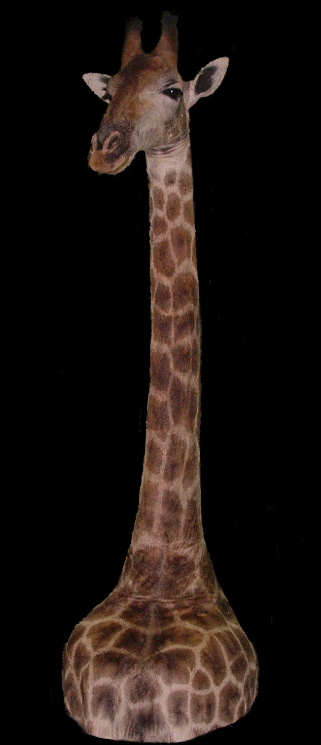 giraffe4.jpg
