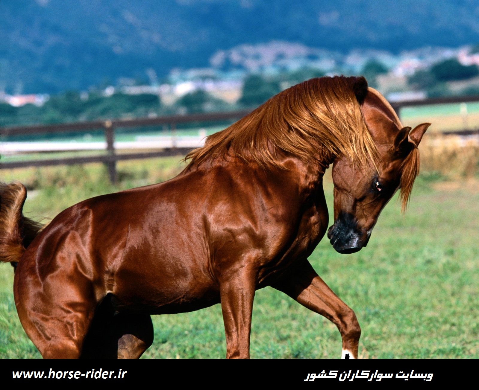 تصاویر اسب های زیبا (اسب هازینتی)جالب ترین وزیباترین اسب های جهان