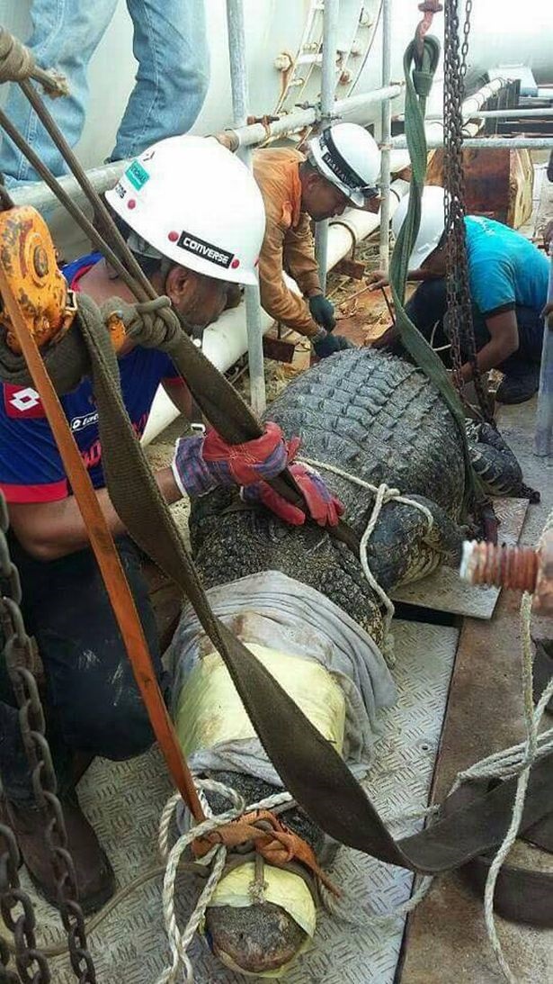 اخبارگوناگون,خبرهای  گوناگون , مرگ تمساح ۶ متری