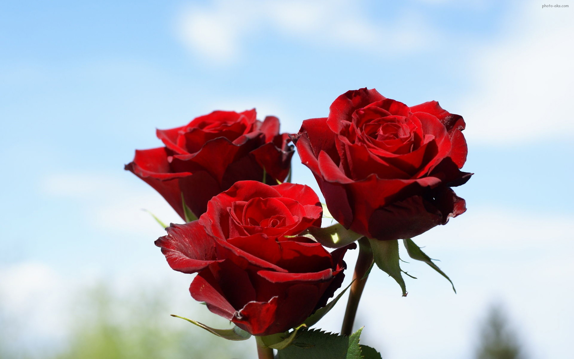 ,گل روز سرخ ، کل رز ، گلهای رز قشنگ و خوشگل ، بزرگترین سایت گل رز قرمز ، gole roz ziba germez ،  goleh roz sorkh،  rose flower wallpaperفتوعکس | photo-aks,[categoriy]