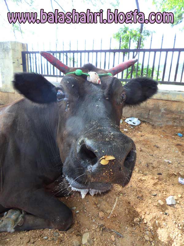 خرید گاو از میناب توسط یک زیرانگی