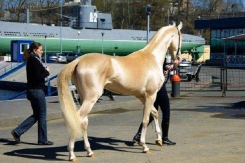 زیباترین اسب ترکمن , گران ترین اسب دنبا , عکس اسبهای زیبای دنیا 