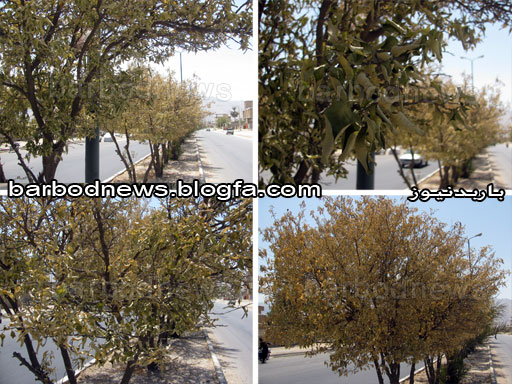 قلع و قمع، خشکاندن و نابودی اسفناک درختان نارنج ورودی شهر جهرم از سمت شیراز + عکس 