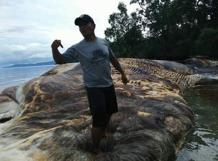 اخبار,اخبار گوناگون,کشف موجود عظیم الجثه در اندونزی