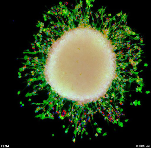 دنیای سلول‌ها, زیر میکروسکوپ +عکس سلول,گالری عکس های جالب و زیبا