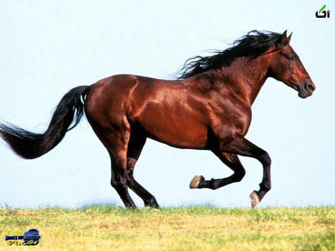 زیباترین اسب ها,اسب,انجمن اسب
