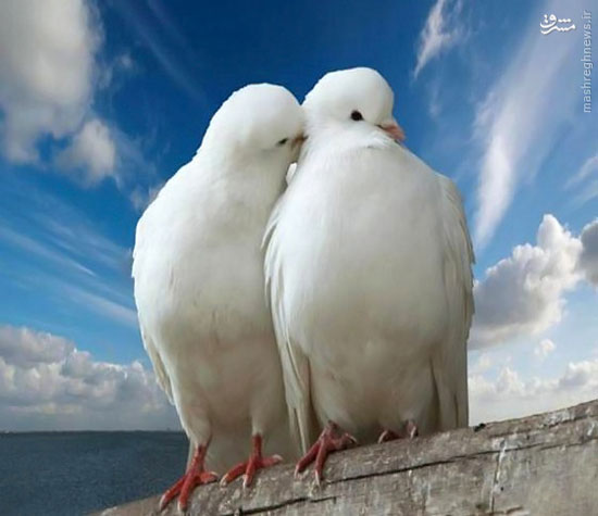 ,عکس: پرنده های عاشق پرنده,عاشق,پرندگان,دیدنی های امروز دیدنی های روزانه