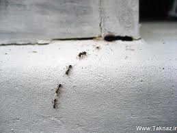 برای رهایی از مورچه , دعایی برای رهایی از مورچه , دعای دفع مورچه از خانه 