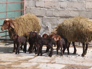 از گوسفند افشار،  نژاد خالص گوسفند ایرانی بیشتر بدانیم