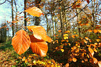 200px-Autumn_leaves_and_trees.jpg