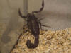 Scorpion_1015.jpg