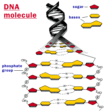 dna_molecule.gif