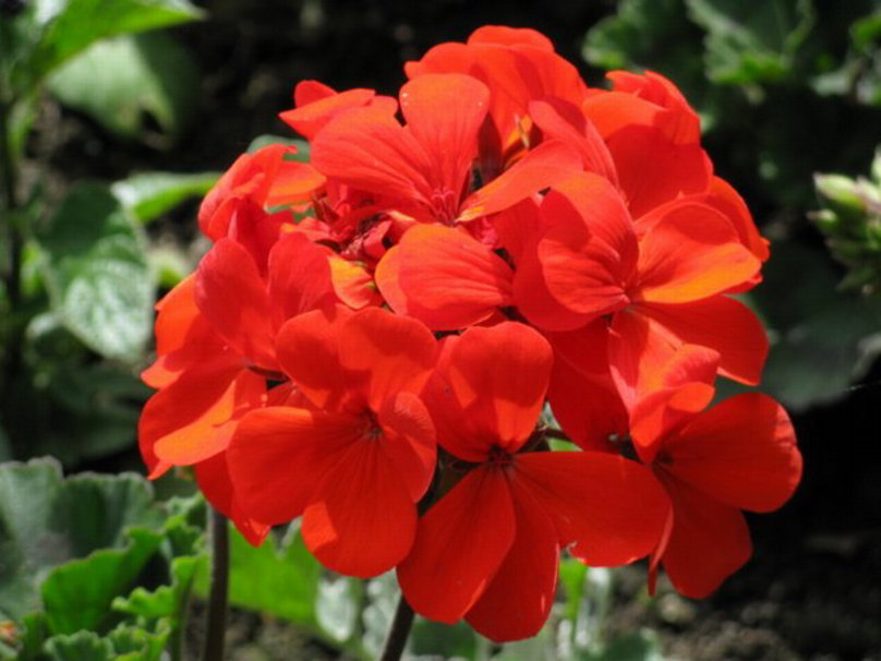 تصویر گیاه بگونیا , انواع گل شمعدونی با اسامی 