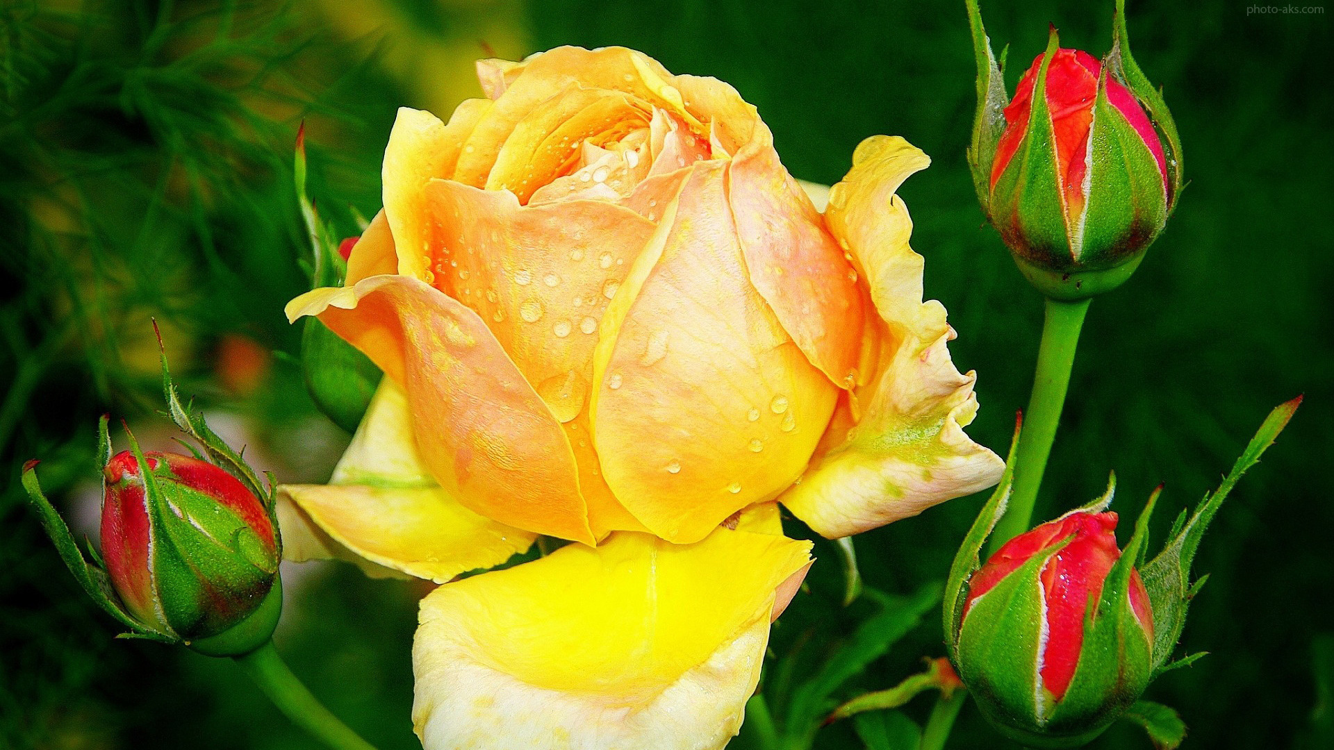 گل رز زرد زیبا، گل ها - عکس گل رز
