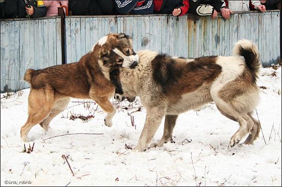 russian dog fight 7