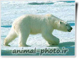 bear white picture