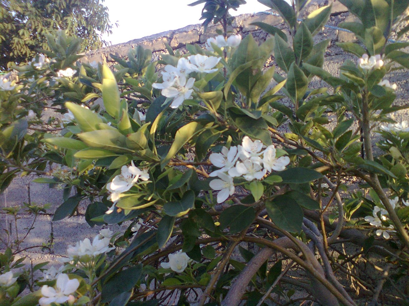 عکس؛ شکوفه دادن درخت سیب در رودان