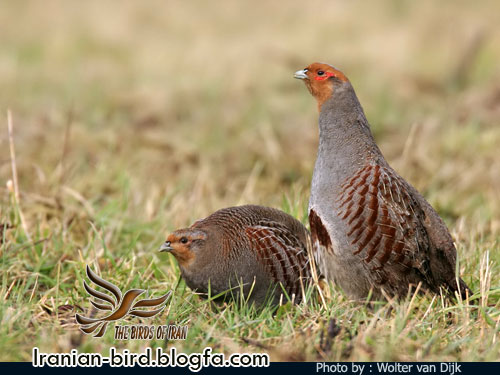 کبک چیل جنس نر و ماده - Male & Female Common Partridge