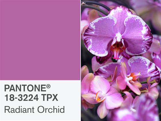 radiant-orchid.jpg