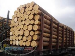 قیمت چوب صنوبر