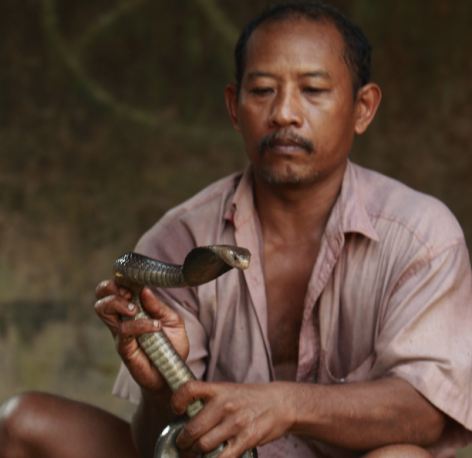 Seconds from death: Wakira holds a cobra before slaughtering it at his house in Kapetakan village, near Cirebon
