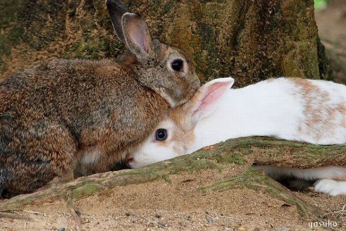 عکس خرگوش های ناز و دوست داشتنی