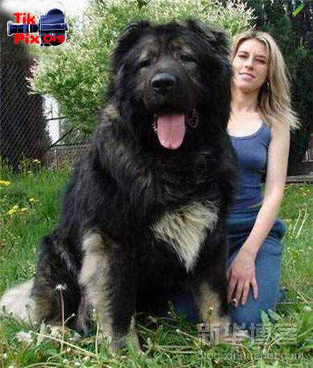 بوزرگسک , سگ های بزرگ , دانلود عکس سگ 