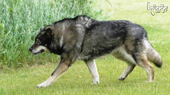 ,خطرناک‌ترین نژادهای سگ در دنیا +عکس,خواندنی ها و دیدنی ها
