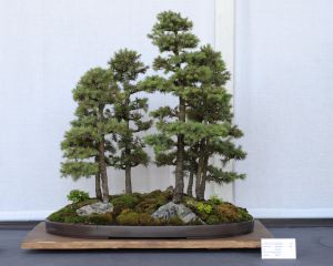 black_hills_spruce_bonsai_forest_plantin